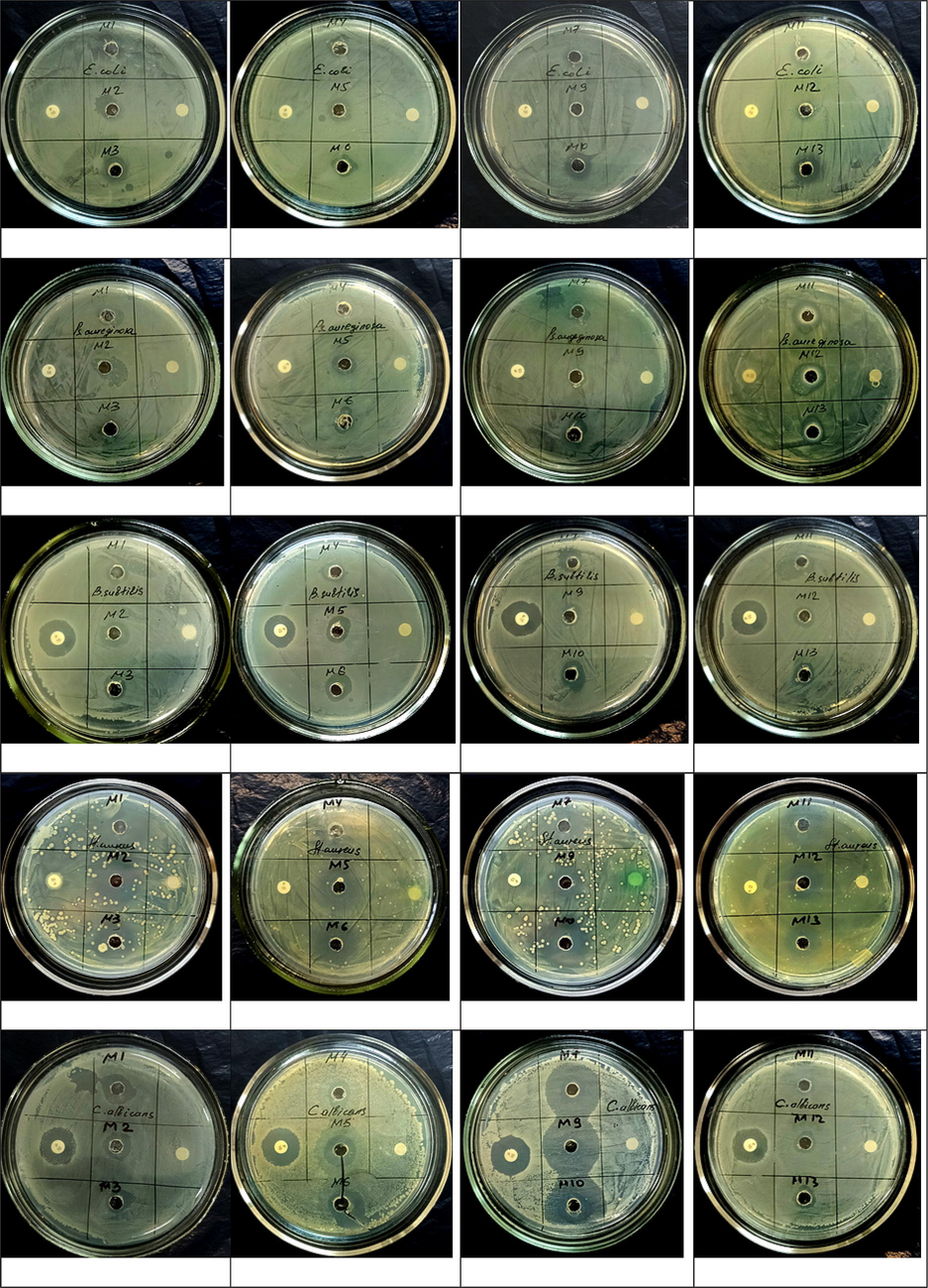 Antimicrobial activity of ethyl acetate crud extracts of well diffusion method.