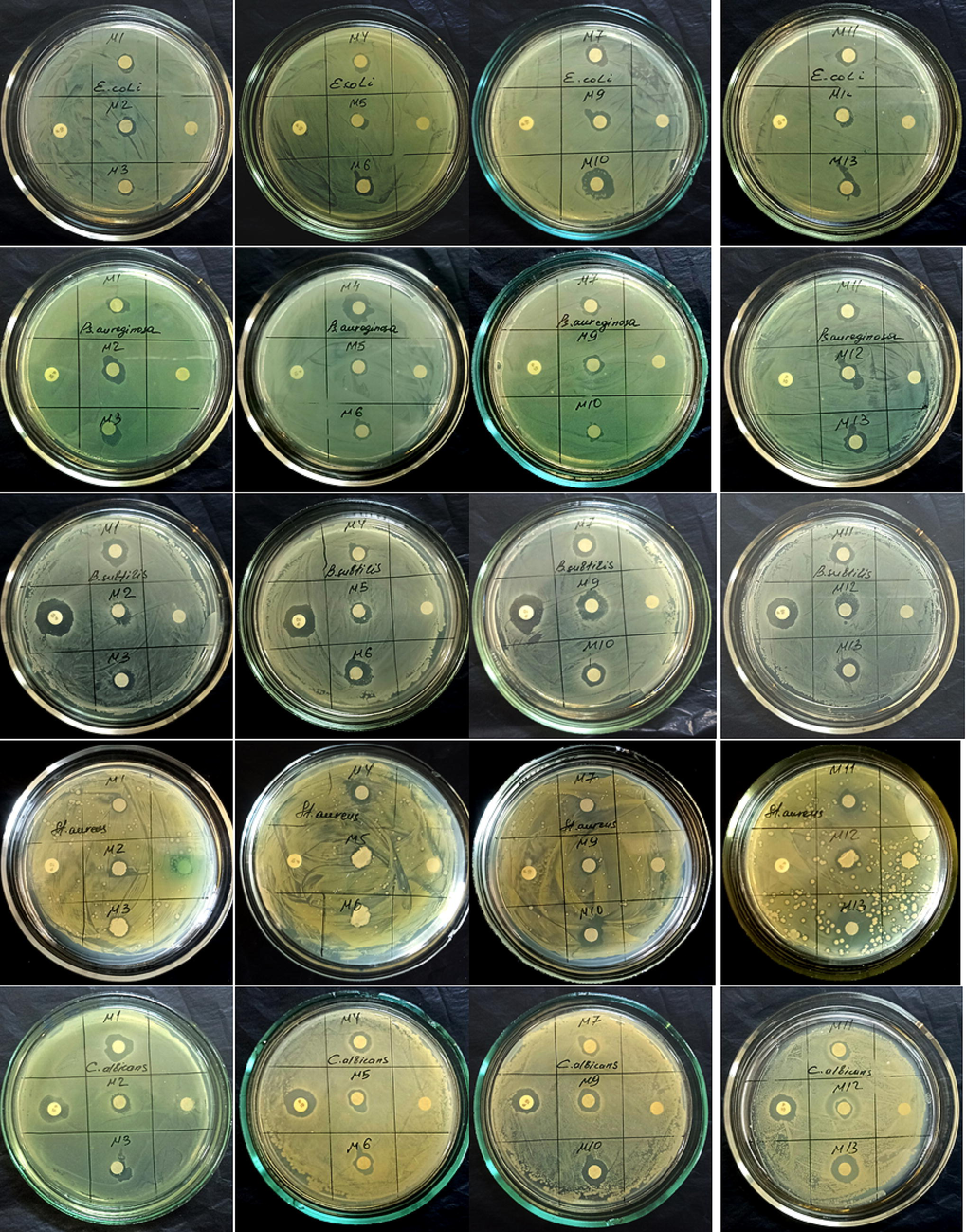 Antibacterial activity of methanol crude extracts by disc diffusion method.