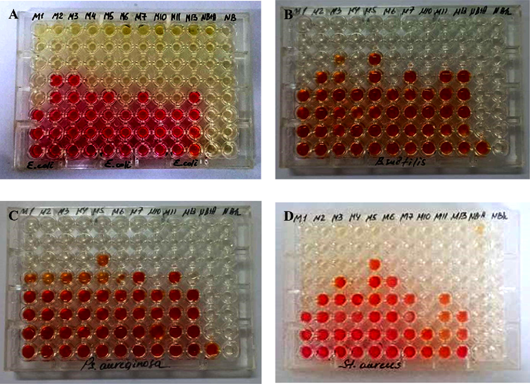 Appearance of methanol crude extracts of endophytic bacteria against pathogenic test strains on a microplate with the addition of a solution of triphenyltetrazolium chloride A) E. coli; B) B. subtilis; C) P. aeruginosa; D) S. aureus.