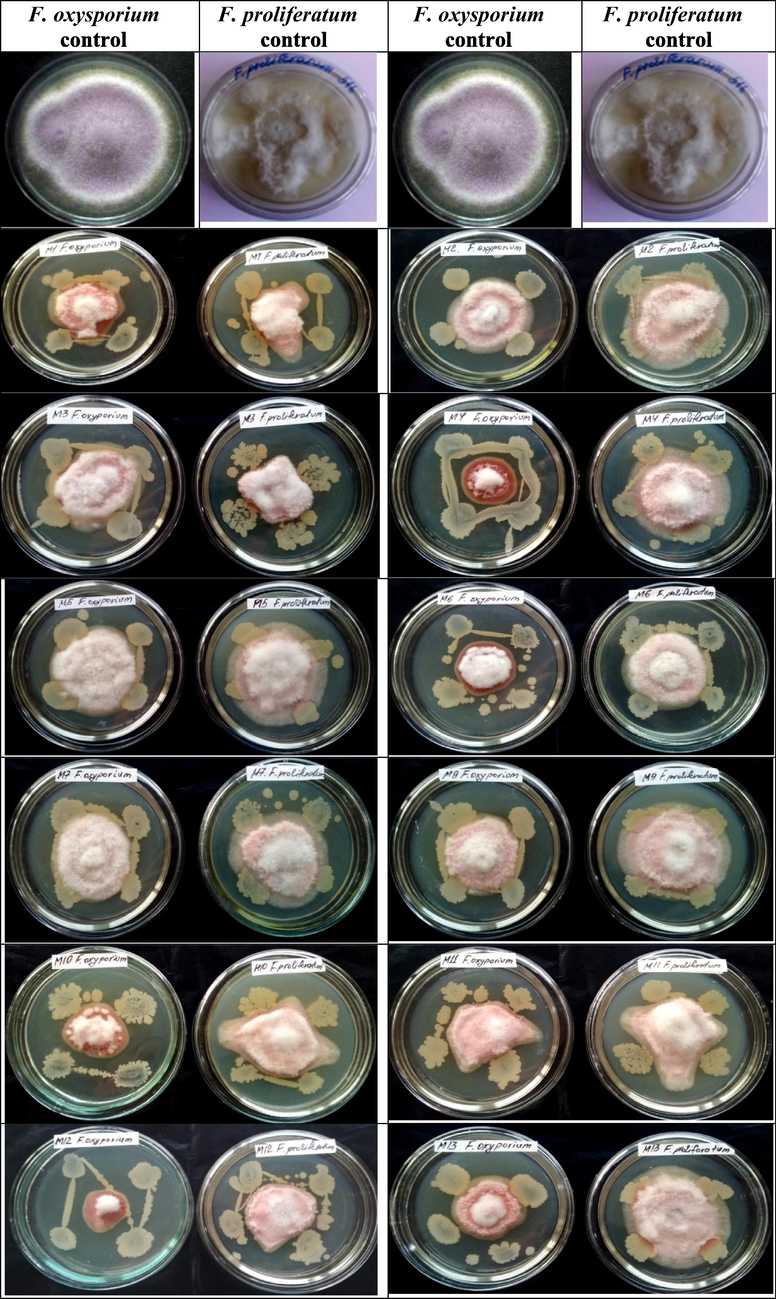 Antifungal properties of endophytic bacterial strains against phytopathogens F. oxysporium and F. proliferatum.