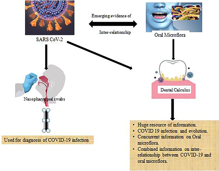 Graphic abstract/Flow chart of the conceptual flow of ‘Dental Calculus – An emerging bio resource for diagnostic information regarding SARS CoV2 and oral microflora.