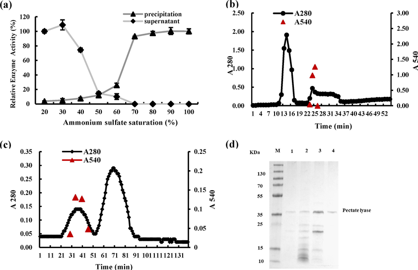 Purification of pectate lyase from CAS-WZS-08. (a). Ammonium sulfate fractional precipitation. (b). Cation exchange column. (c). Sephadex G −75. (d). SDS-PAGE. M: Marker, 1: Fermentation liquid. 2. Ammonium sulfate precipitation. 3: Cation exchange column. 4. Sephadex G −75.