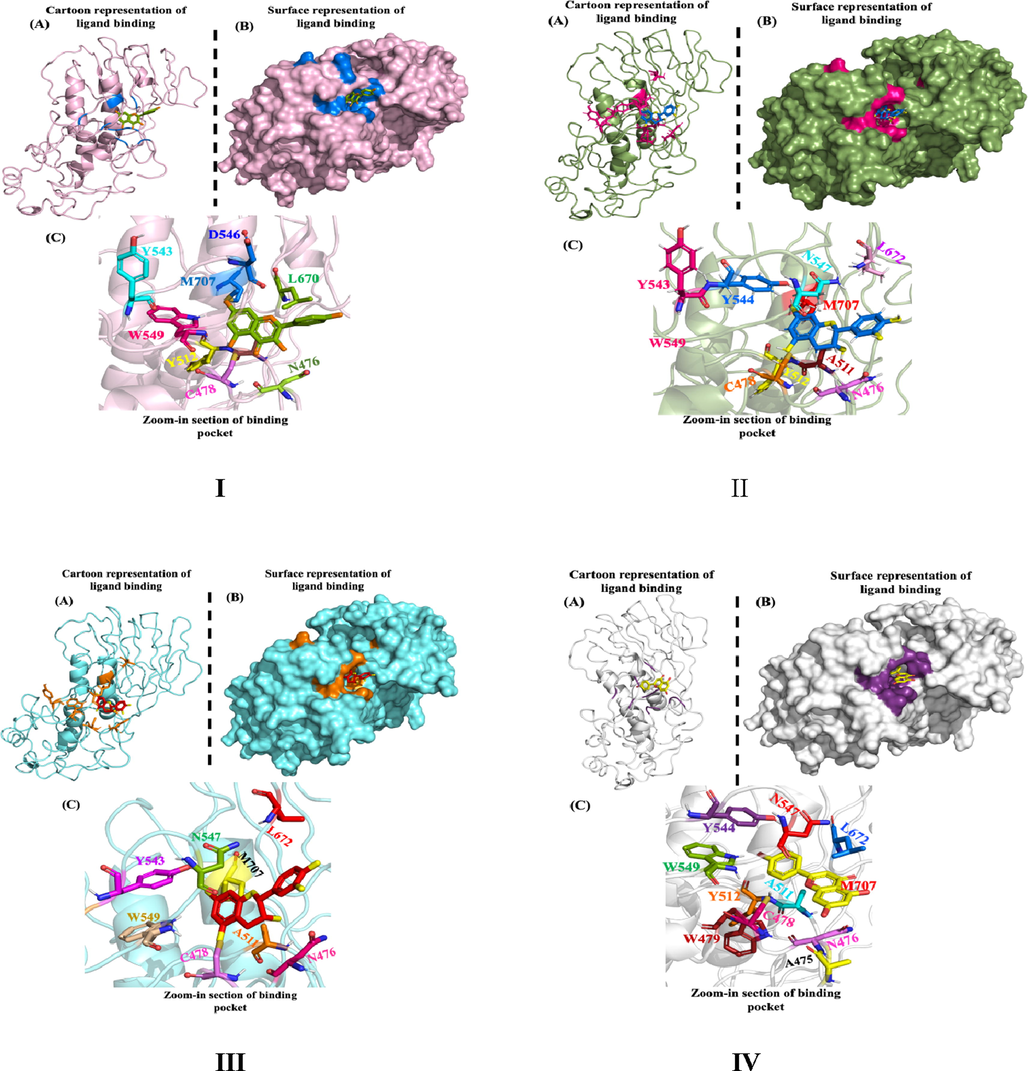 Molecular Docking (I) Kaempferol, (II) (-)- Epicatechin, (III) (+)- Catechin, and (IV) Apigenin with nsP2pro.