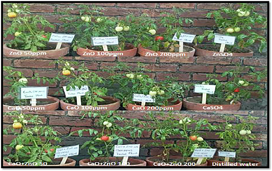 The pictorial description of the effect of various applied treatments of nano-sprays on growth and yield parameters of S. lycopersicum.