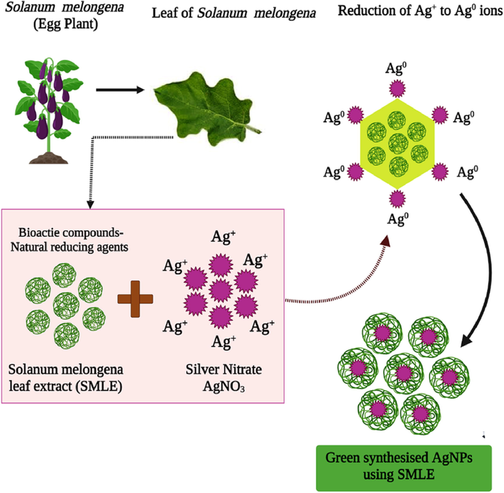 Proposed mechanism of the green synthesis of AgNPs using the natural reducing agents present in the S. melongena leaf extracts.