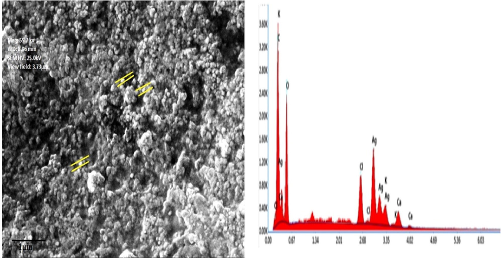 FESEM micrographs and EDS analysis of synthesized SM-AgNPs.