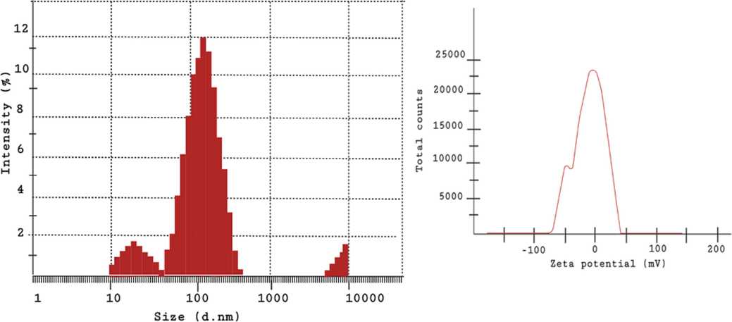 DLS and the zeta potential depicting the size distribution image of the SM-AgNPs.