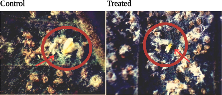 The morphological changes observed in the control and the treated sample of B. tabacciis shown. In control, the colonies are viable with the populations comprising of eggs, larvae, pupae and adults (A). While in the treated (100 µg/mL), the eggs and the pupae are dried and non– viable and the adult fly showed distinct morality with distortion and shrinkage of body (B).