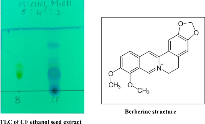 TLC of Berberine in the CF ethanol seed extract.