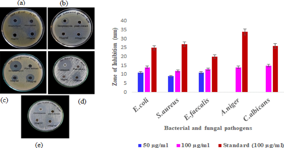 Antimicrobial activity (inhibition zone in mm) of AP-AuNPs: (a) E. coli (b) E. faecalis (c) S.aureus (d) A.niger (e) C. albicans.