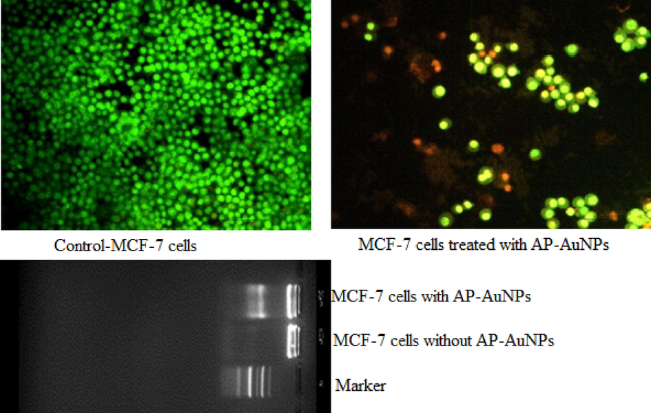 Apoptosis and DNA fragmentation of MCF7 cells control and treated with AuNPs.