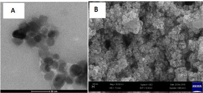 The TASPIONs-HB C-TEM image (A), and TASPIONs-Hb SEM image (B).