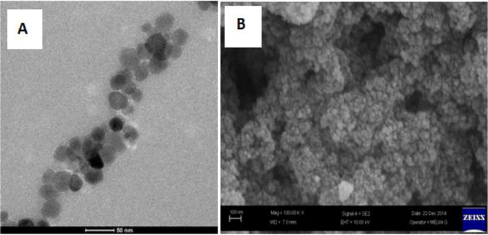 3APGASPIONs-HB C-TEM image (A) 3APGASPIONs-Hb SEM image (B).