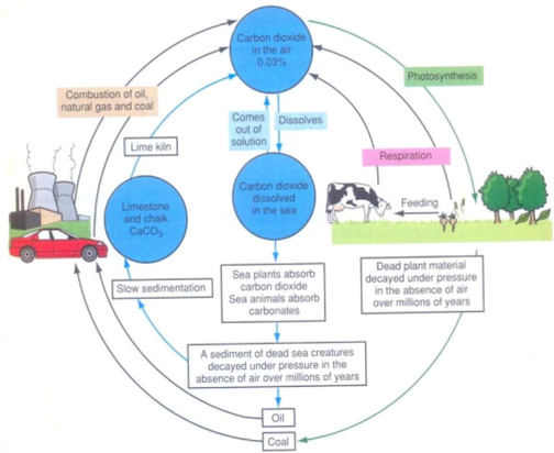 The carbon cycle (Ramsden, 1997).