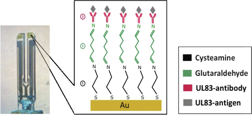 UL83-antibody biofunctionalization steps applied at the Au-coating on the QTF.