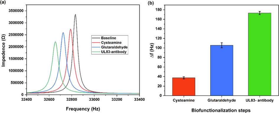 (a) resonance frequency responses with functionalization steps. (b) Δ f as a result of biofunctionalization steps.