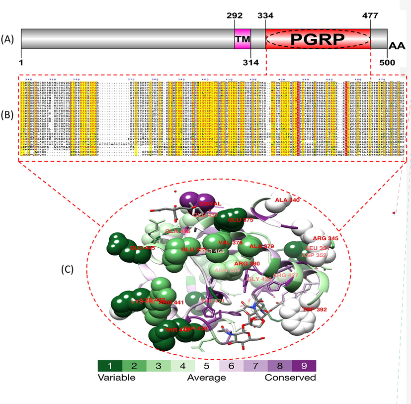 Domain structure, alignment, and positively selected sites in the 3D structure of PGRP of Drosophila. (A) Domain structure of PGRP of D. melanogaster, consisting of a transmembrane domain and a PGRP domain. (B) Alignment of PGRP sequences from multiple Drosophila species, showing conservation of key amino acid residues involved in peptidoglycan binding (red), and positively selected sites (yellow) identified by evolutionary analyses. (C) Crystal structure of PGRP of D. melanogaster, showing the location of the positively selected sites and the conservation score. This figure provides a comprehensive overview of the domain structure, sequence conservation, and 3D structure of the PGRP protein in Drosophila, highlighting the key features involved in its function and evolution. (For interpretation of the references to colour in this figure legend, the reader is referred to the web version of this article.)