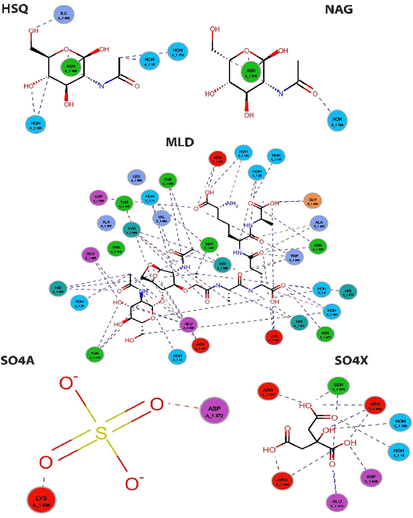 Interactions between protein residues in the binding pockets. The PGRP receptor's residues interact with ligands, and the hydrogen-bonding-related epitopes are denoted by the colors with ligands. The hydrogen-bonding-related epitopes are denoted by blue and green, respectively. (For interpretation of the references to colour in this figure legend, the reader is referred to the web version of this article.)