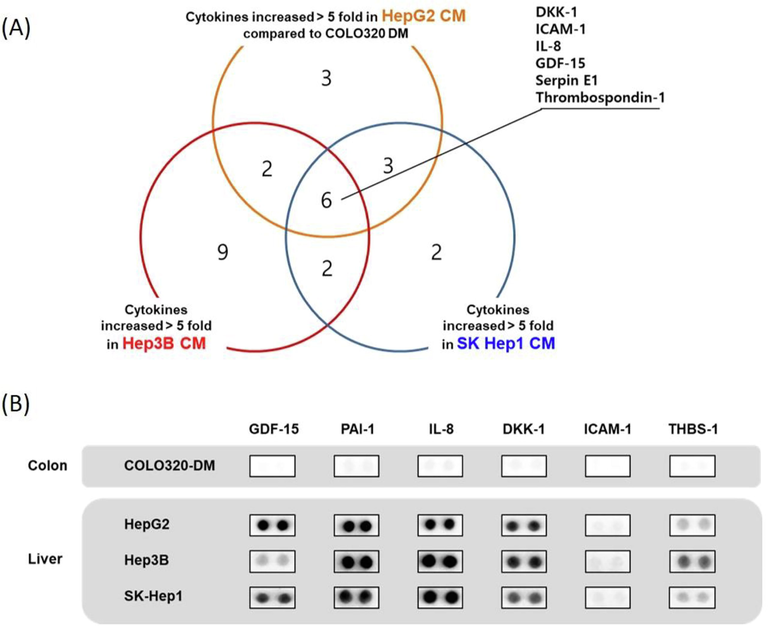 Identification of liver cancer cell derived CM enriched cytokines. (A) Using a cytokine array that can detect 105 different cytokines, liver cancer cell derived CM enriched cytokines whose expressions are greater than 5 folds compared to that of colon cancer cell derived CM were screened. (B) Expressions of 6 common liver cancer cell derived CM enriched cytokines in comparison to those of colon cancer cell derived CM.