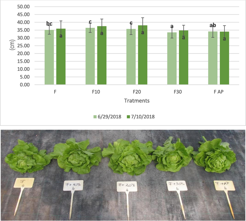 Means and Std. deviations of fresh lettuce head on 29th June and 10 th July 2018 for each treatment. Treatment notation. F (Florasca), F10 (Florasca + 10% BRT); F20 (Florasca + 20% BRT), F30 (Florasca + 30% BRT); FAP (Florasca with Aquaperla). Unit of mean. Cm/ Different letters are significantly different groups (Tuckey’s. 29th June (p = 0.36); 10 th July (p = 0.08).