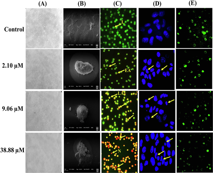 (A) Brightfield images of A431 cell line (B) Scanning electron micrographs (SEM) images of A431 cells. (C) Fluorescence microscopic images of Acridine orange and ethidium bromide (AO/EtBr) staining of A431 cancer cell line. Arrow indicated live (L) cells; early apoptotic (EA); late apoptotic (LA) and necrotic (N) cells population. (D) A431 cells stained with Hoechst 33,342 dye visualized using a fluorescence microscope (E) A431 cells stained with Rhodamine 123 showing disruption of mitochondrial membrane potential.