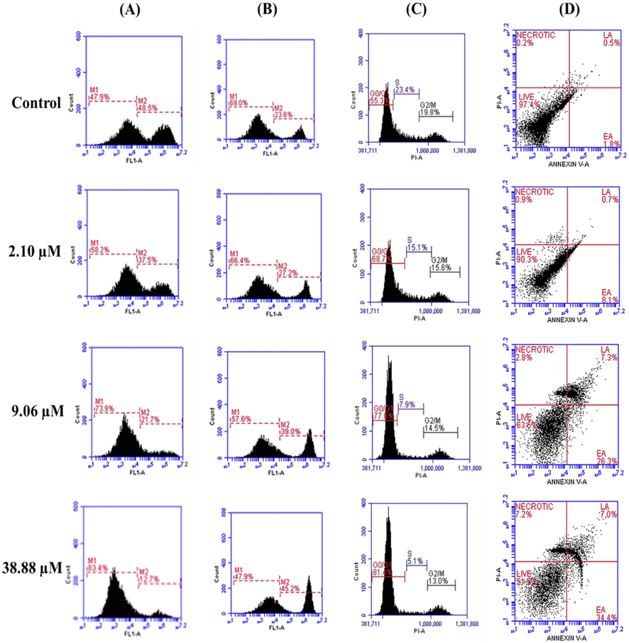 (A) The disruption of mitochondrial membrane potential (ΔΨm) in A431 cells on treatment with bakuchiol via using Rhodamine-123 staining. (B) The accumulation of intracellular ROS in A431 cells were detected using DCFH-DA staining (C) The induction of cell cycle arrest as detected by using PI staining. (D) Detection of apoptosis and necrosis using Annexin V-FITC and PI dual staining, results are expressed as total percentages of cells present in four different quadrants: Live cells (Annexin V and PI negative), early apoptosis (EA = Annexin V- positive, PI negative), late apoptosis (LA = Annexin V-positive, PI positive) necrosis (Annexin V-negative, PI positive).