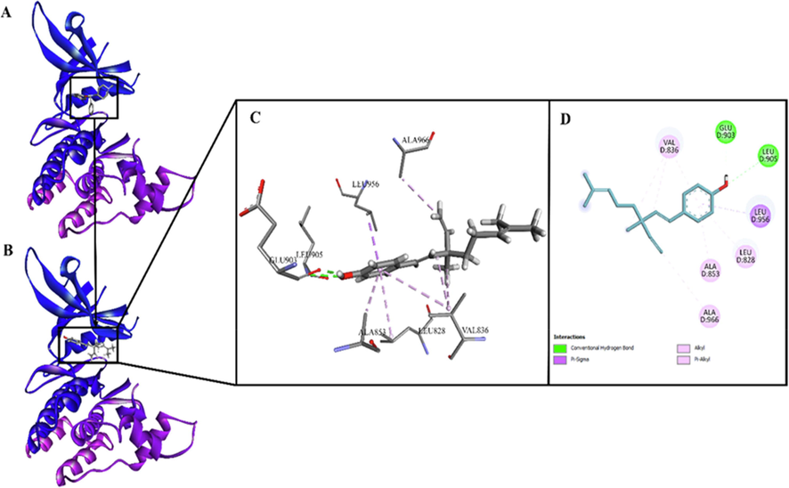 (A). JAK3 kinase in complex with its inhibitor 9YV (PDB entry: 5 W86; Resolution: 2.61 Å); (B). Bakuchiol docked on binding site of JAK3 kinase; (C). 3D view of interactions of bakuchiol with residues of binding site of JAK3 kinase; (D). 2D view of interactions of bakuchiol with residues of binding site of JAK3 kinase.