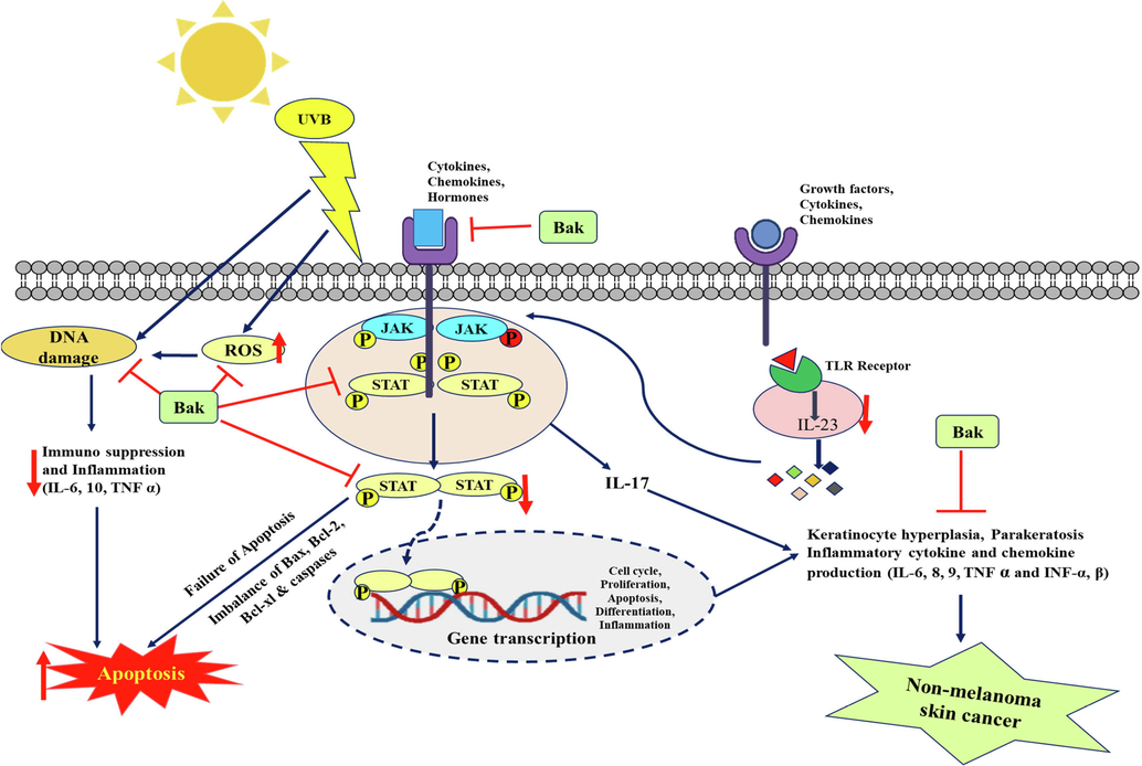 Schematic diagram of apoptosis inducing potential of bakuchiol as well as reduced inflammation by targeting inflammatory markers in skin squamous cell carcinoma A431 cells.