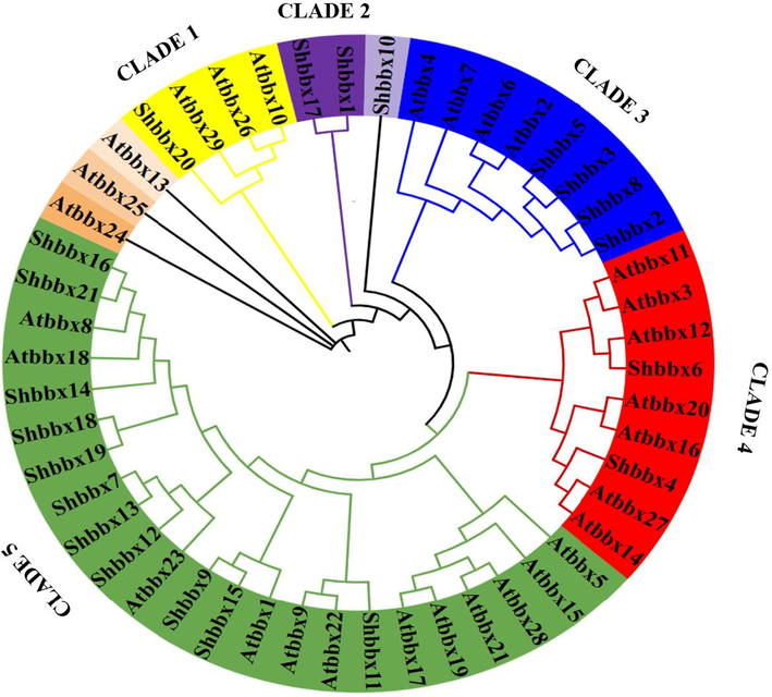 Sugarcane and A. thaliana BBXs phylogenetic relationships. A phylogenetic tree was constructed using BBXs among sugarcane and A. thaliana. The brown colour signifies AtBBXs in A. thaliana and the colour blue Shbbxs in Sugarcane. The sequence alignments and phylogenetic tree were used to classify the 21 Shbbxs.