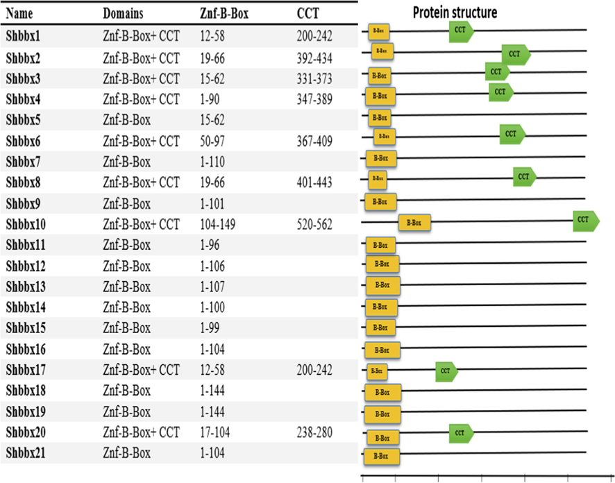 BBX proteins structure of sugarcane. Numbers In this figure show position of amino acid residues present in domains of sugarcane. The yellow rectangles signify B-BOX1domain and light green pentagons signify CCT domains in sugarcane. The bar scale represents 100 amino acids.