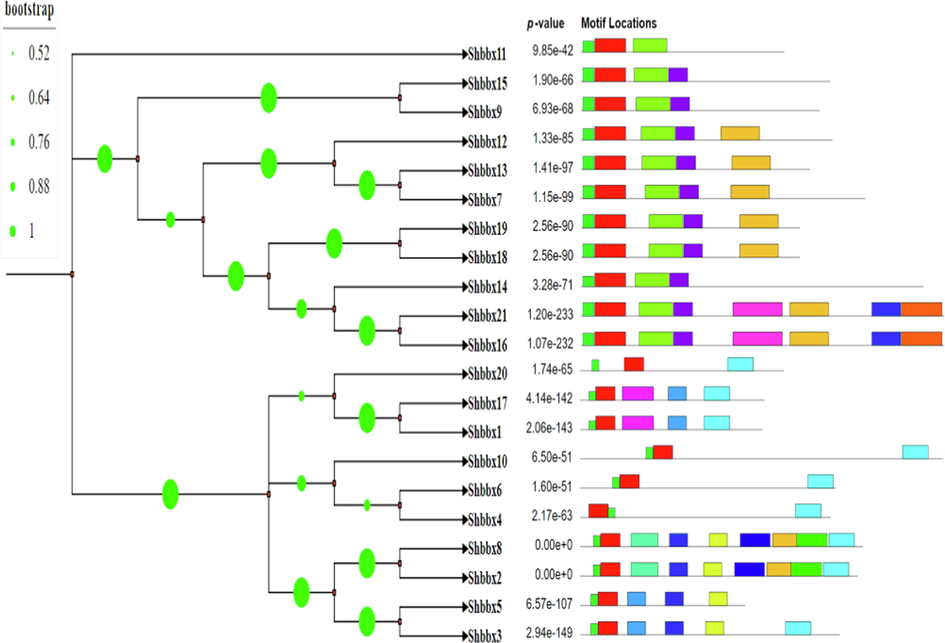 MEME online tools were used to create a schematic representation of the amino acid motifs of BBX proteins. On the left, you'll find a list of BBX gene family. The length of the corresponding BBX protein is signified by the black solid lines. The various coloured boxes represent various motifs and their positions in the BBX protein sequences.