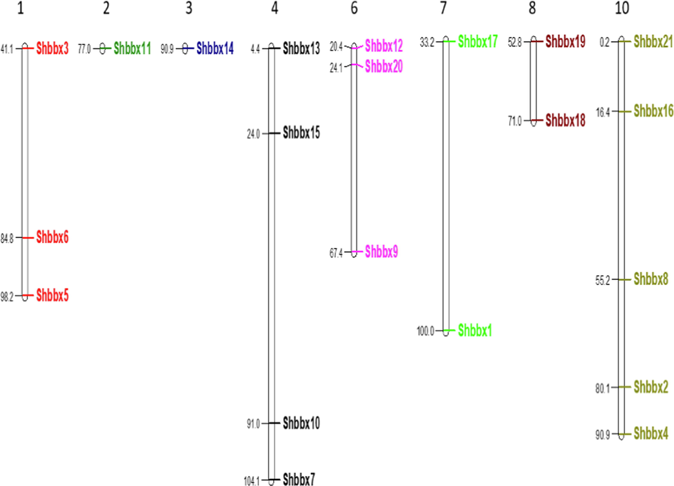 Sugarcane chromosomes contain BBX genes. The number of chromosomes (Chr 1-Chr 10) is designated at the top of each chromosome. The values following the BBX genes indicate their chromosomal location.