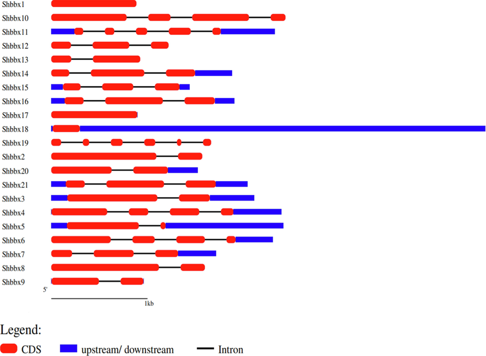 GSDS-generated gene structure of the sugarcane BBX family. The red colour block represents the coding sequence (CDS), the blue colour block represents the genes' upstream or downstream, and the black line represents the intron. The length of the DNA sequences is indicated by the scale bar.