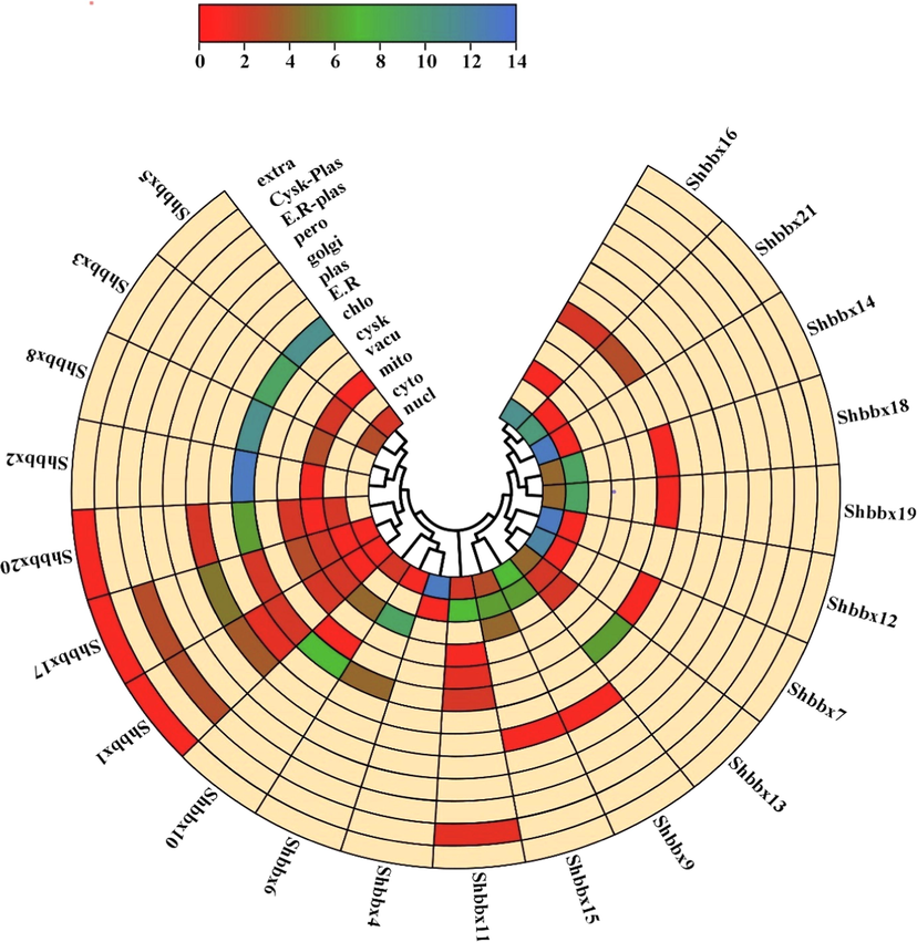 The BBX genes' subcellular localization. The heatmap was created using WoLF PSORT data, and the colour scale depicts the abundance of organelles. Higher levels of expression were shown in blue, while lower levels were shown in dark red.