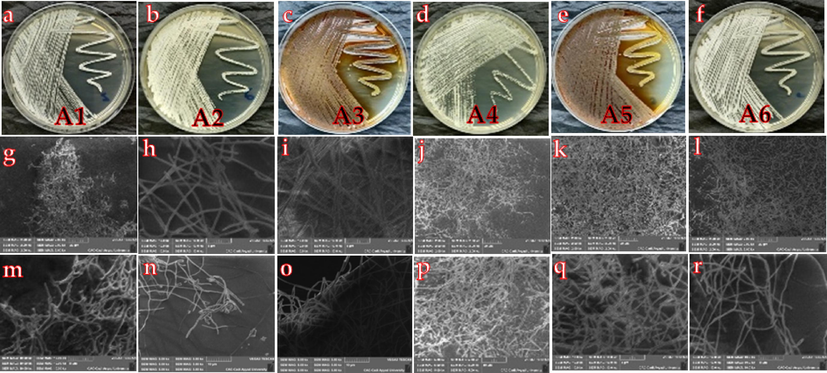 Morphological characteristics (A-E) and scanning electron microscopy photos (F-R) of the isolated endophytic strains (A1-A6) from Cleome Africana organs.