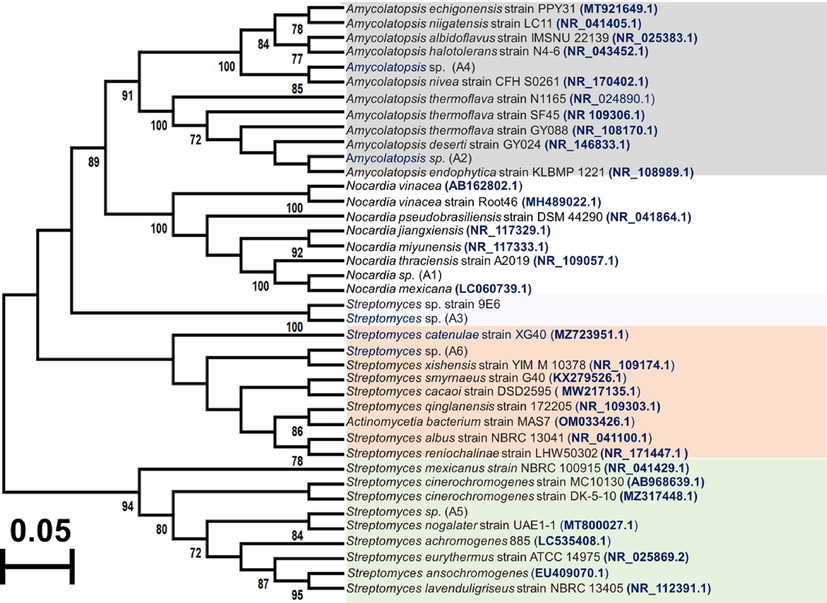 Maximum-likelihood tree based on 16S rRNA gene sequence showing the relations between the isolated endophytic Actinobacteria strains. The numbers at the nodes indicate the levels of bootstrap support based on maximum-likelihood analyses of 1500 resampled data sets (only values > 50% are shown). Bar, 0.01 nt substitution per nt position.