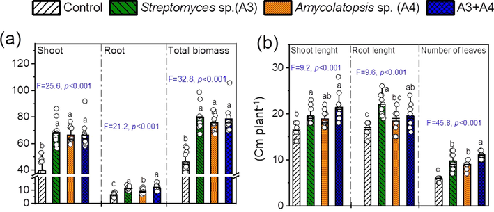 Shoot and root, and total biomass dry weight (a) and lengths of shoot and root, and numbers of leaves of Medicago sativa submitted to different treatments [control without inoculation Streptomyces sp. A3, and Amycolatopsis sp. A4; and the consortia of A3 + A4. Means (±SD) within the same parameter followed by different letters are significantly different at P < 0.05. Symbols are the number of replicate (12). The TUKEY’s test method was used to separate means that were different at p ≤ 0.05. Levels of significance are given by ‘ns’ (not significant, p > 0.05), *p < 0.05, **p < 0.01, and ***p < 0.001. Values in columns followed by the same letter are not significantly different at p < 0.05 (TUKEY’s test).