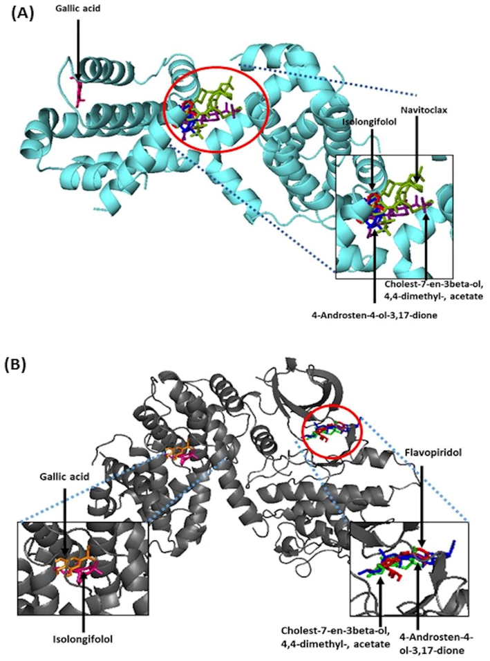 Superimposed 3D diagram demonstrated the catalytic site of the control, 4-androsten-4-ol-3, 17-dione, cholest-7-en-3beta-ol, 4,4-dimethyl-, acetate, gallic acid and isolongifolol. A) Bcl-2 protein and B) cyclin B/CDK1 complex protein. The red circle indicates area of active site.