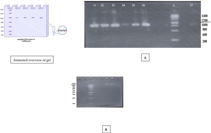 Amplified PCR product of 16 s RNA gene. A) S1, S2, S3, S4, S5, S6, and S7 are the bacterial DNA positive samples (∼850 bp) relative to L (1500 bp) ladder. B) S1 and S2 are the bacterial DNA positive samples (∼1251 bp) relative to L (1000 bp) ladder.