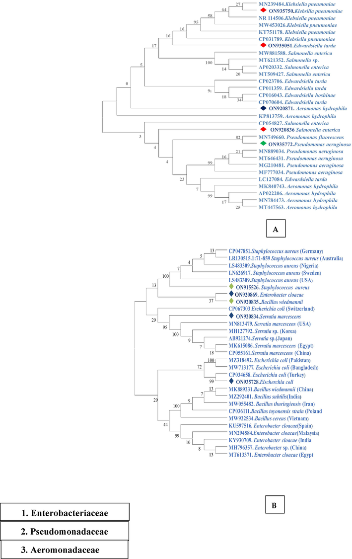 Phylogenetic tree based on 16S rRNA gene. The study identified 10 different bacteria belonging to three families. (A) Family Enterobacteriaceae (red colour shows gram (-ve) bacteria, the green colour shows the family Pseudomonadaceae while the dark blue colour is for the family Aeromonadaceae. (B) The light green colour shows the gram (+ve) and the dark blue colour shows the gram (-ve) bacteria. All the stains were compared with closely related species reported from other countries. Percentage bootstrap values (1000 replicates) are shown at each branch point.