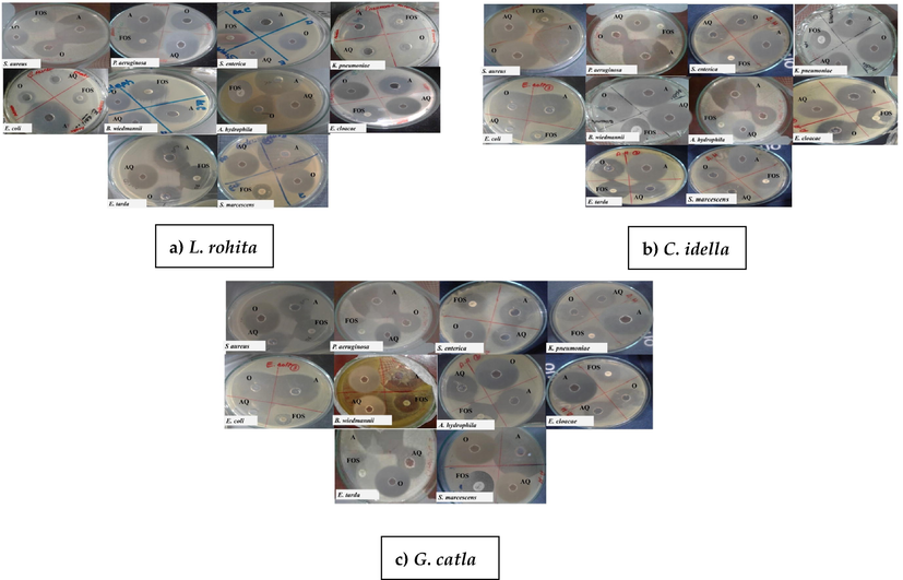 Bactericidal activity of skin mucus of a) L. rohita, b) C. idella and c) G. catla against different identified bacteria. Each MHA Petri plate was punched with three different wells and named A) Acidic, AQ) Aqueous, and O) Organic with the positive control (Fosfomycin). The figures clearly showed that the acidic skin mucus extract of all three species has high bactericidal activity at 4 mg/mL concentration against identified bacteria.