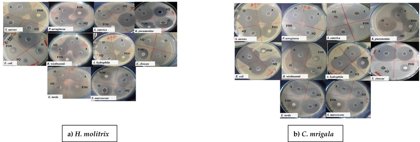 Bactericidal activity of skin mucus of a) H. molitrix and b) C. mrigala against different identified bacteria. Each MHA Petri plate was punched with three different wells and named A) Acidic AQ) Aqueous, O) Organic, and with the positive control (Fosfomycin). The figures clearly showed that acidic skin mucus extract of both species has high bactericidal activity at 4 mg/mL concentration against identified bacteria.