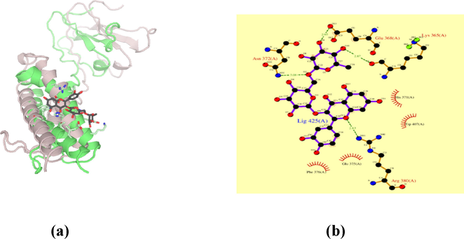 Molecular docking of rutin to FTO protein (a) 3D structure of interaction of rutin with FTO protein binding site (b) Residues in contact of protein FTO with rutin.