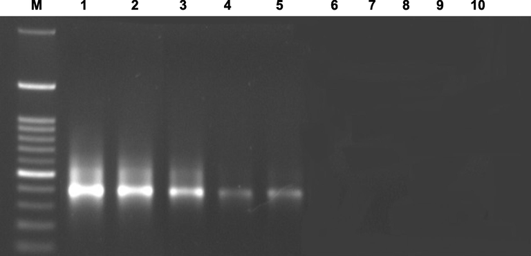 PCR analysis for genomic ndhA DNA using (M) 100 bp ladder bioronTM. (1, 6) ndhA- G111, (2, 7) ndhA – U550, (3, 8) ndhA – U592, (4, 9) ndhA – G1046, (5, 10) ndhA- U1066. Primers are designed using original and alternate nucleotides, respectively.