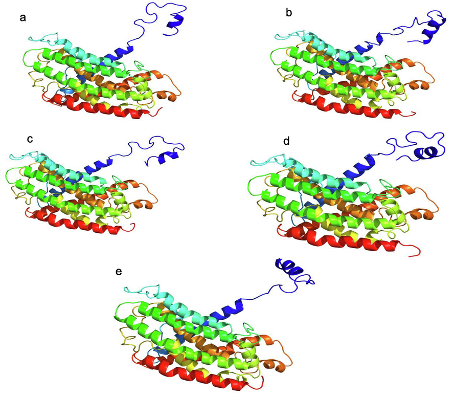 Model of the 3D structure of the ndhA protein exposed to various levels of salt at different times. Proteins with no editing (a), controls (b), 2 h after salt exposure (c), 12 h after salt exposure (d), and 24 h after salt exposure (e).