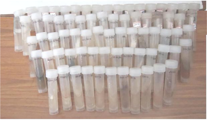 Isolates of actinomycetes from soil samples.