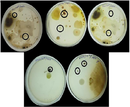 Cultures from different soil samples.