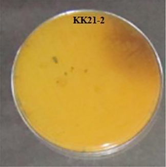 Pigment produced by KK21-2 strain.