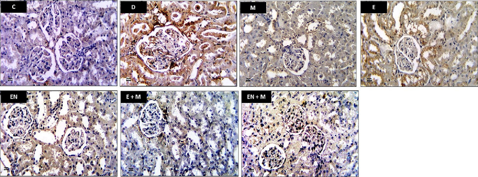 Effect of EA, EN, EA + M, and EN + M on rats’ kidney caspase-3 expression determined in all experimental groups. Photos presented caspase-3 immunostained sections photographed at x400 magnification (Bar = 50 µm). C: control group, D: diabetes group, M: metformin group, EA: ellagic acid group, EN: nanoformulated ellagic acid group, EA + M: ellagic acid + metformin group, and EN + M: nanoformulated ellagic acid + metformin group.