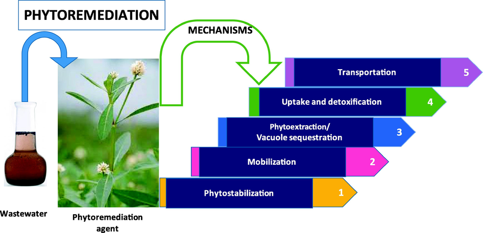 Mechanisms involved in phytoremediation of wastewater.